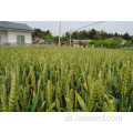 Sementes de grama de trigo orgânico fáceis de cultivar
